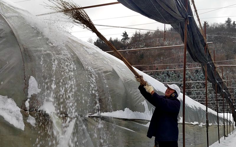 龙坪村：清扫积雪 保障食用菌大棚安全