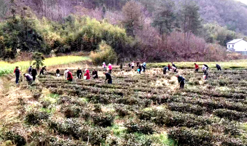 窑淮镇西沟村：抢抓晴好天气 做好春季茶园管护