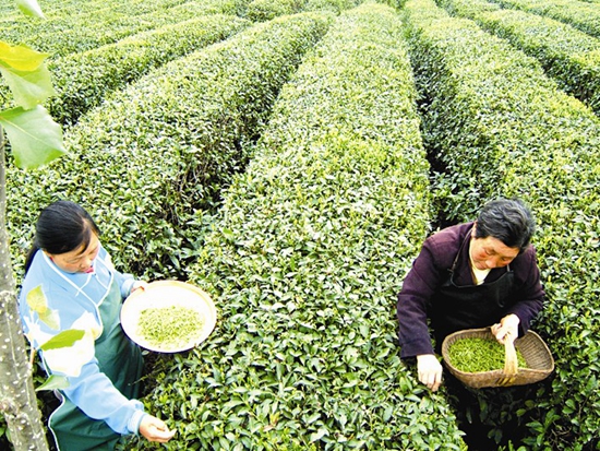 栉风沐雨促大兴