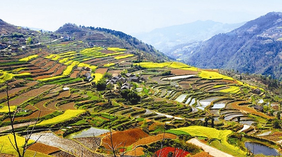 香菇小镇溢芳香