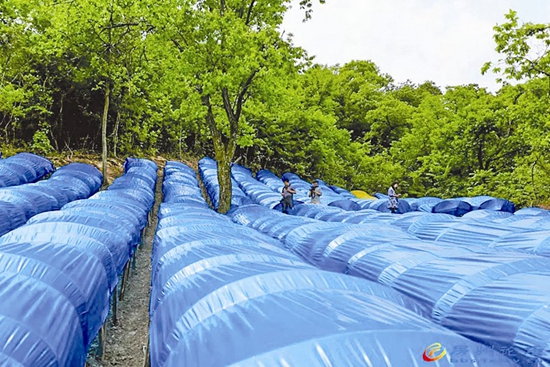 乡村振兴踏歌来